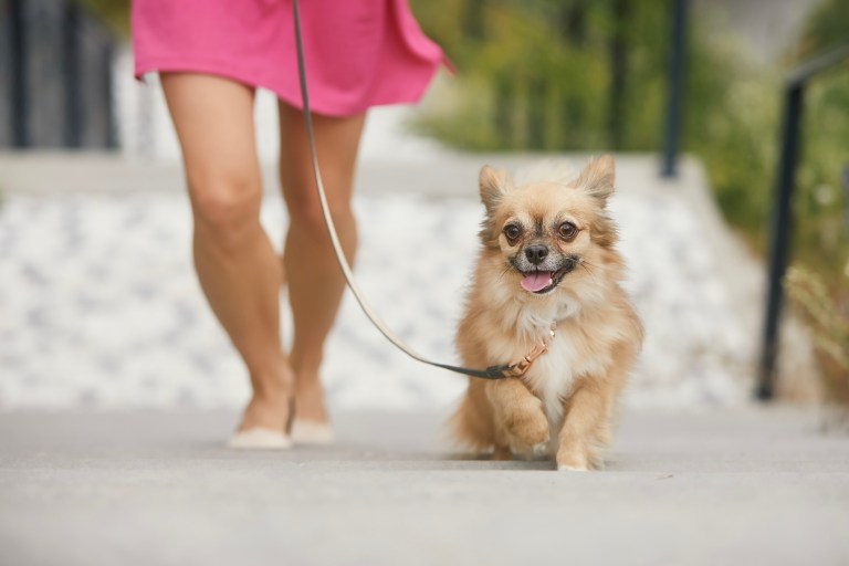 Italian province tracking down and fining messy dog owners via dog’s DNA