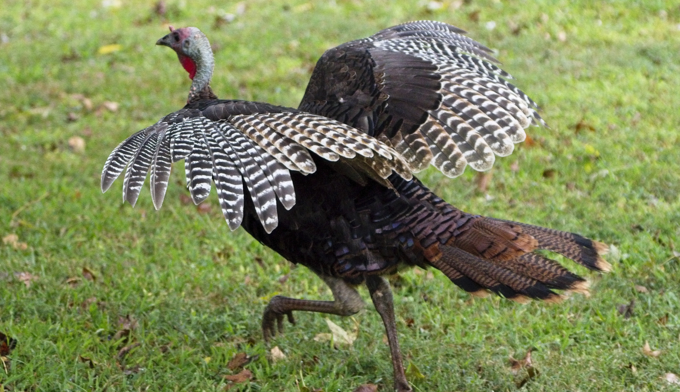 Hotel pardons turkey named after Trump from 'getting his head chopped off and from any impeachment process’