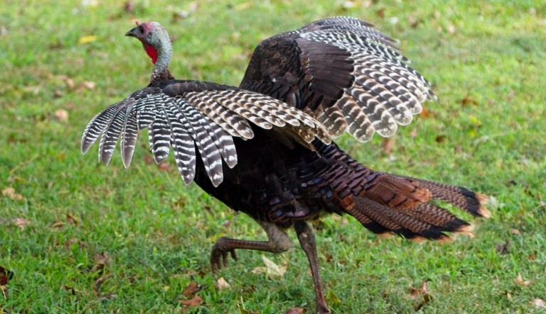 Hotel pardons turkey named after Trump from 'getting his head chopped off and from any impeachment process’