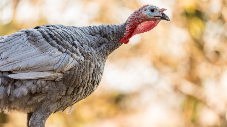 How to thank farmers this holiday season
