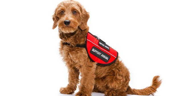 Phony ’emotional support’ animals should give regulators paws