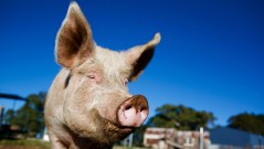Constitutions are for first principles, not pregnant pigs