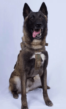 Trump wants to award dog injured in Baghdadi raid a Purple Heart