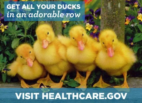 White House enlists kitty, piglet, duckling to pitch Obamacare