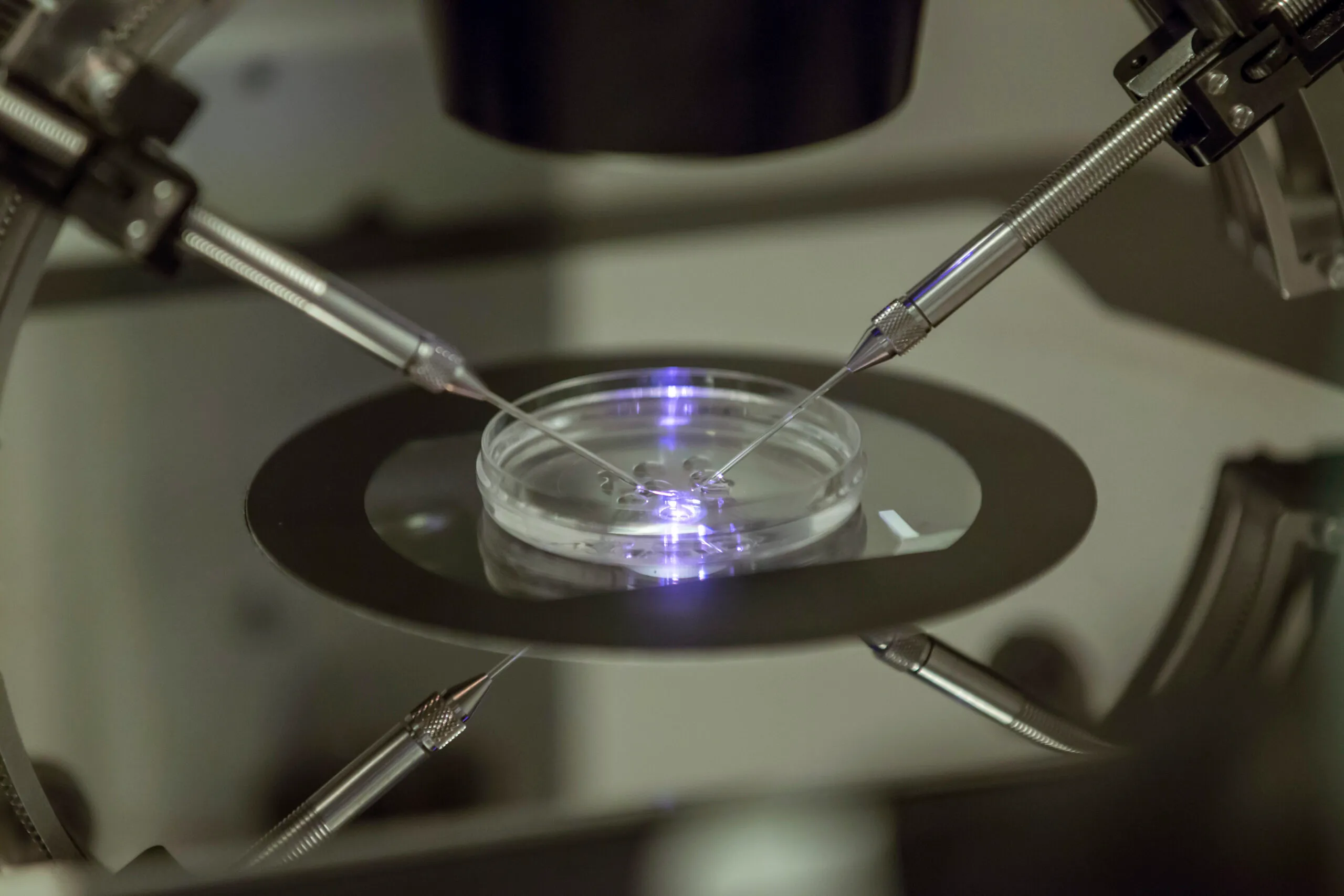 House Democrats prepare offensive against GOP on IVF