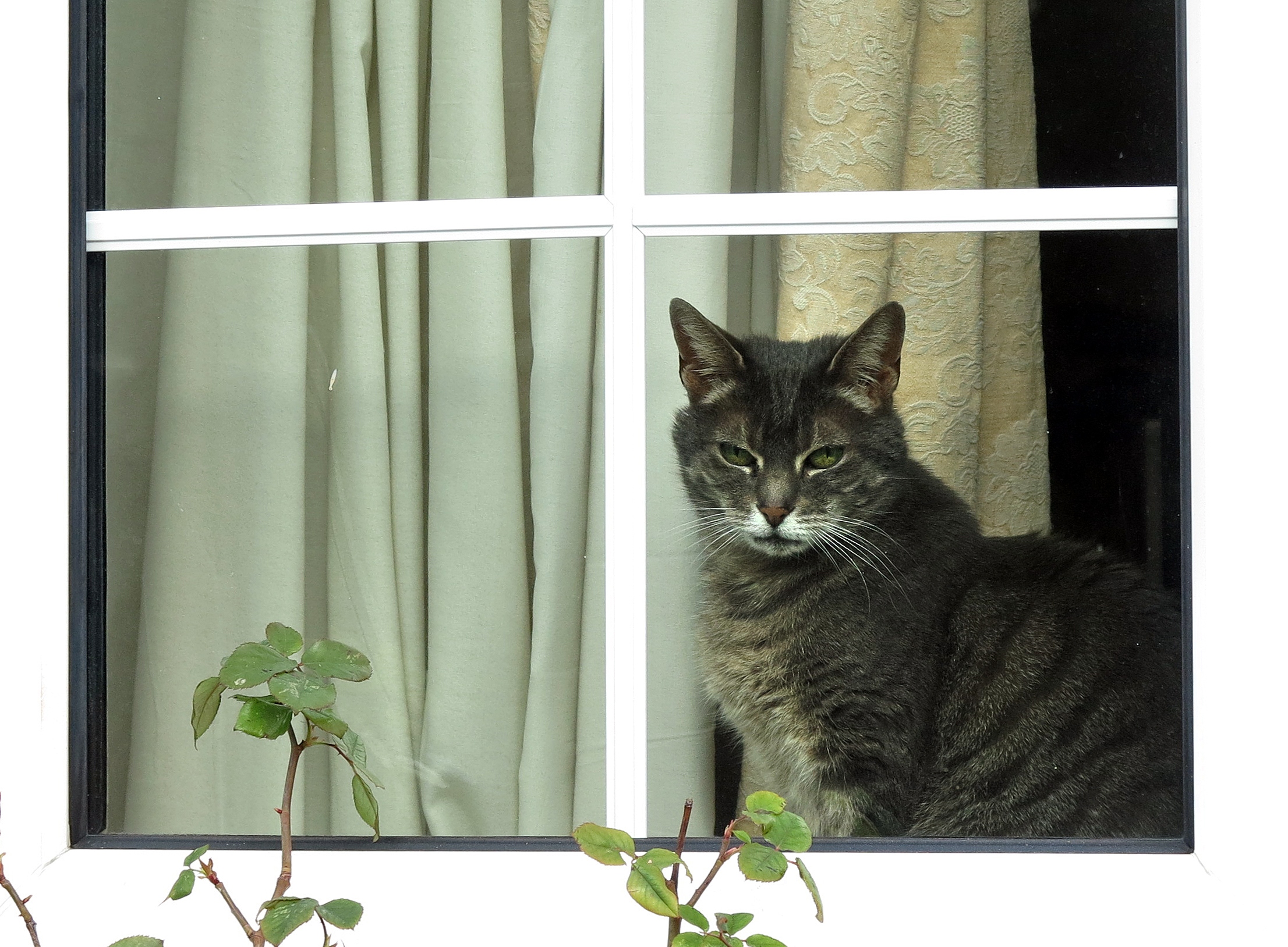 Oregon human plague case likely came from domestic cat