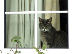 Oregon human plague case likely came from domestic cat