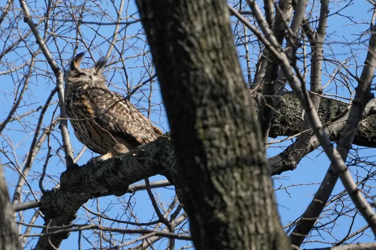 Death of famed Flaco the owl brings zoologists to investigate possible causes