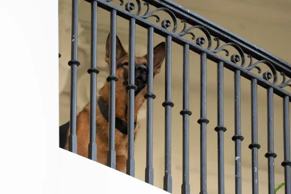 Joe Biden’s dog Commander had at least 24 biting incidents with Secret Service, new documents show