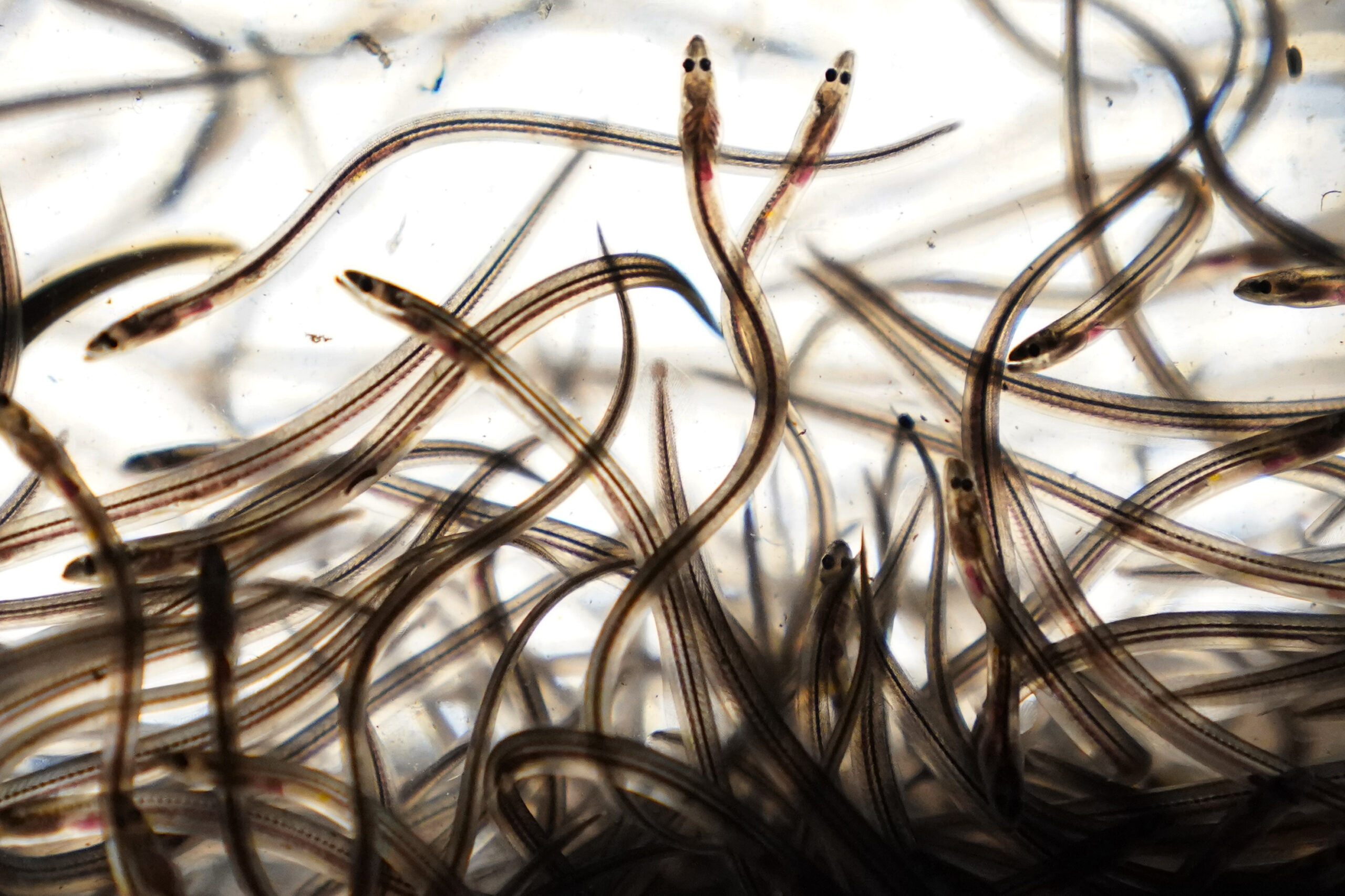 Fishermen will not be able to catch more of Maine’s most valuable species