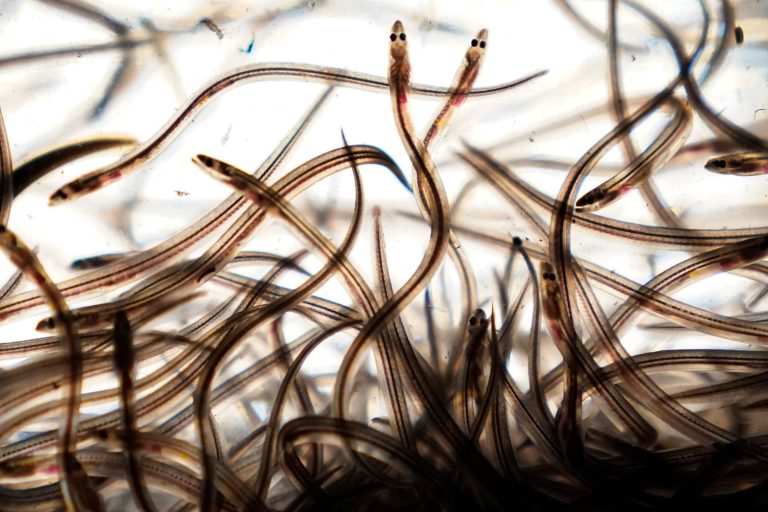 Fishermen will not be able to catch more of Maine’s most valuable species