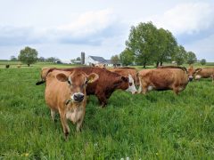 Raid on raw dairy farm ignites debate over freedom of food consumption