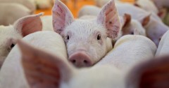 Swine and dine: Congress feasts on taxpayer dollars