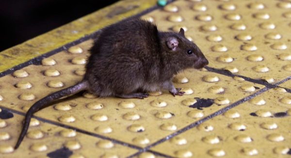 New Orleans police battling drug-fueled rats in headquarters