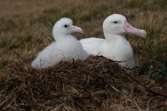 Labor law is for the birds
