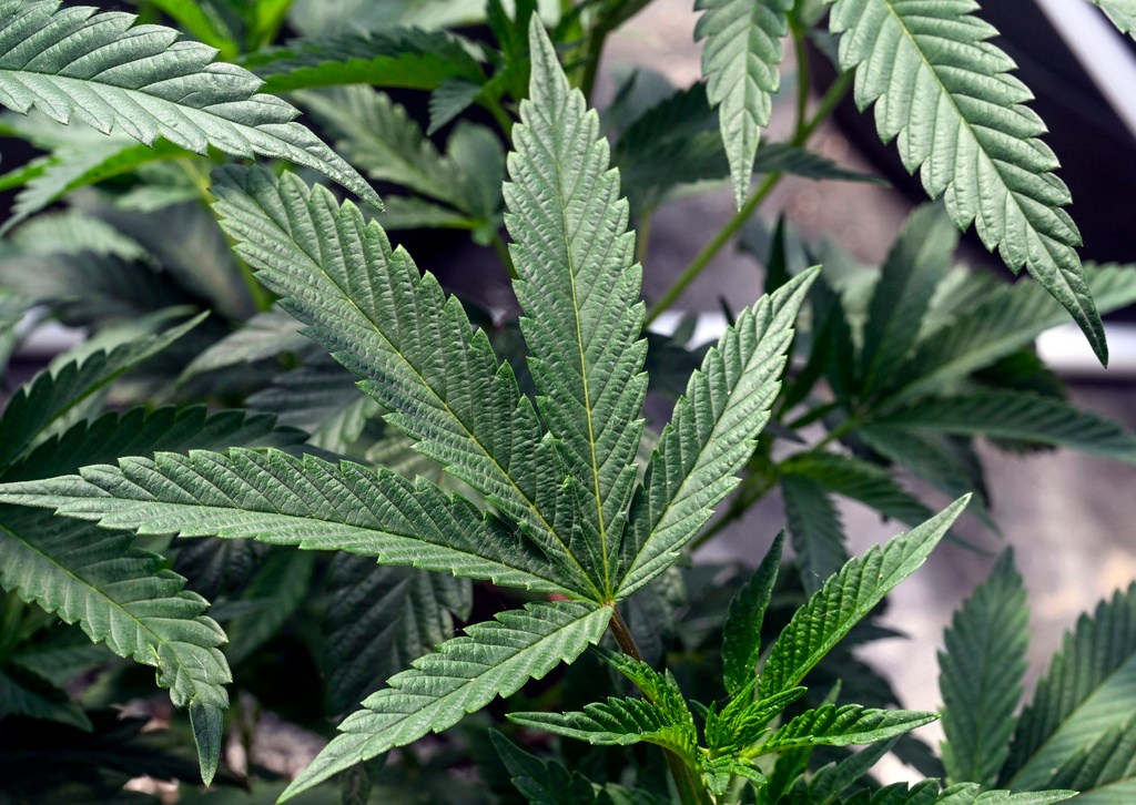Youngkin keeps Virginia from going to pot