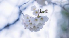Warmer weather changes cherry blossom peak bloom date