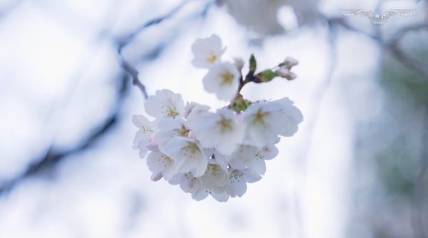 Warmer weather changes cherry blossom peak bloom date