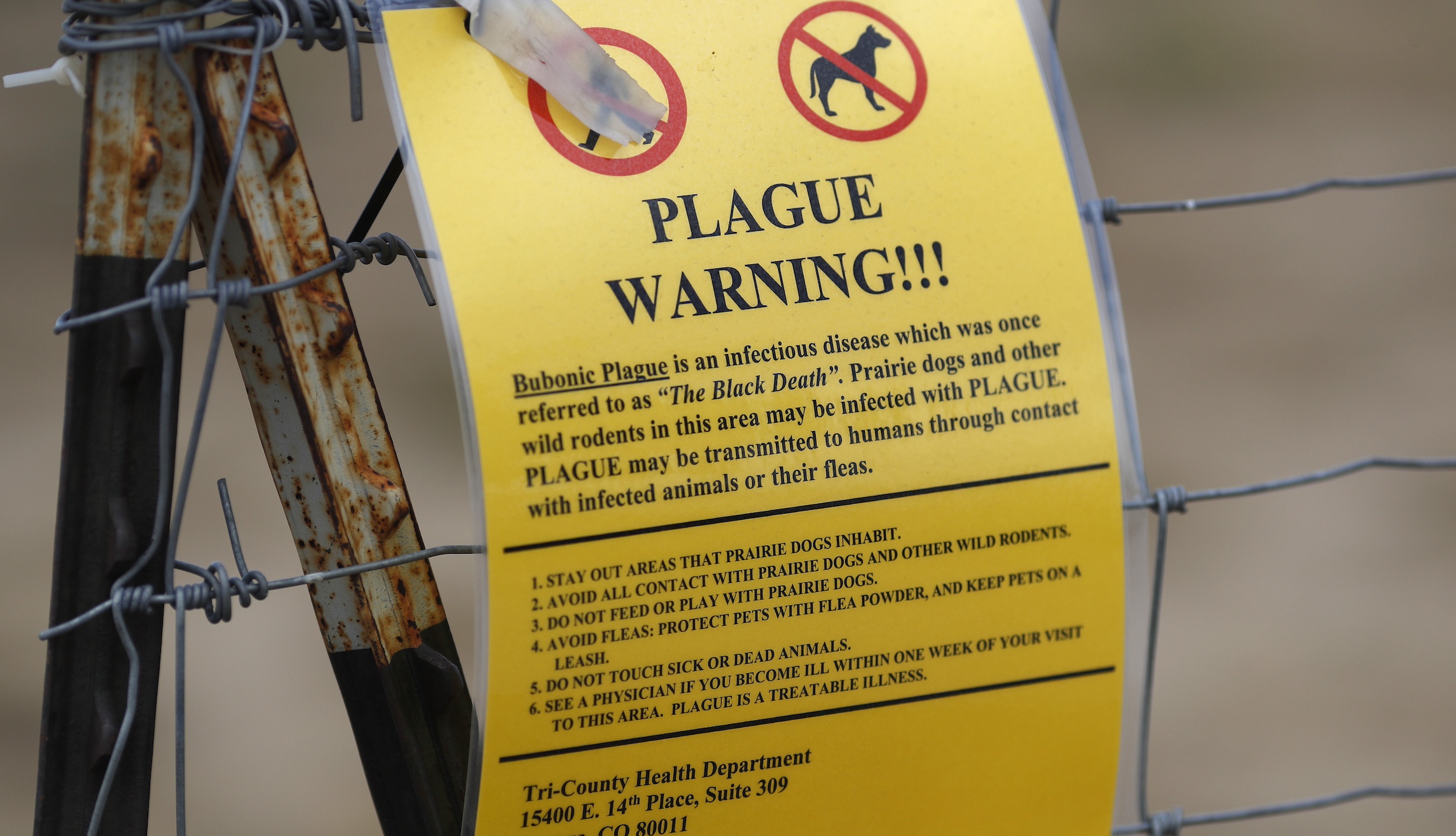 New Mexico man dies of bubonic plague