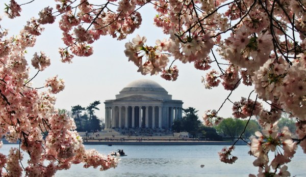 More than 100 cherry blossom trees to be removed from Tidal Basin