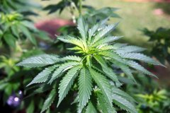 Biden administration moves to reclassify marijuana as less dangerous Schedule III drug