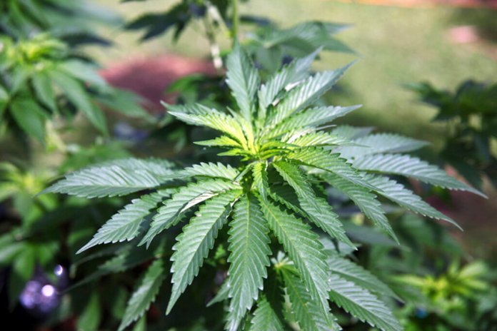 It’s time to stop celebrating April 20 as a day for marijuana
