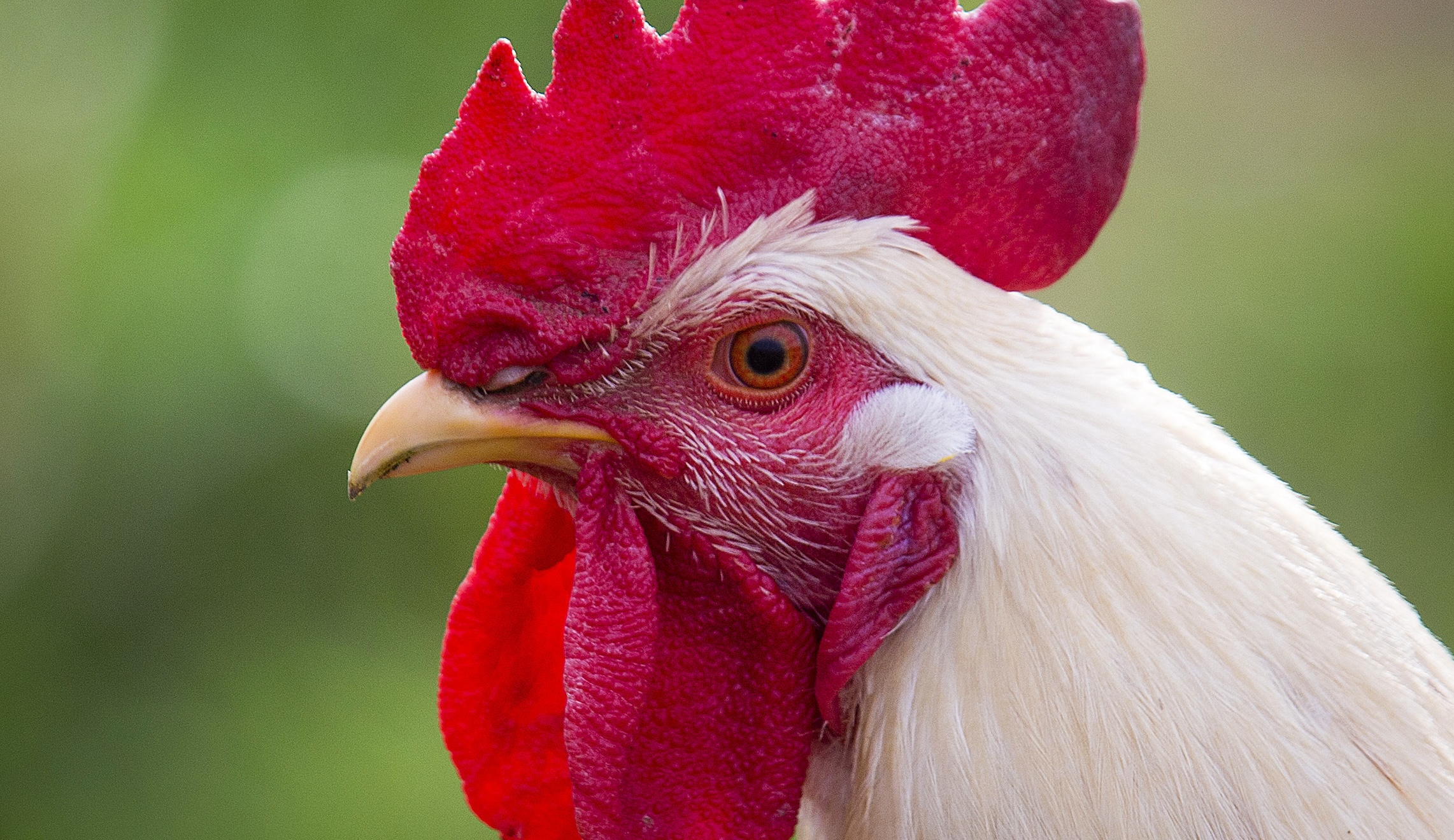 Nationwide outbreak of salmonella related to backyard poultry