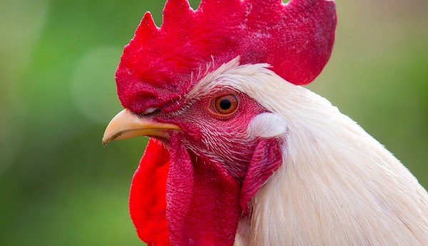 Nationwide outbreak of salmonella related to backyard poultry