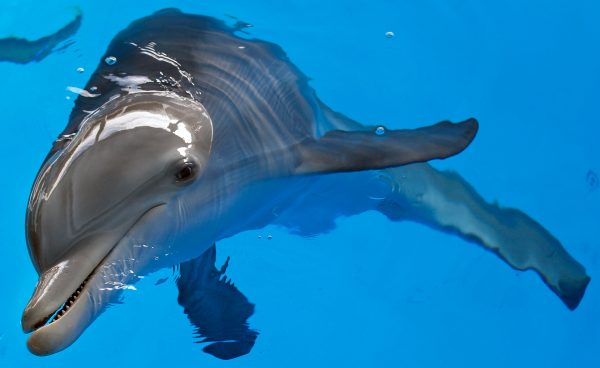 Cash reward offered for information about dead dolphin riddled with bullets