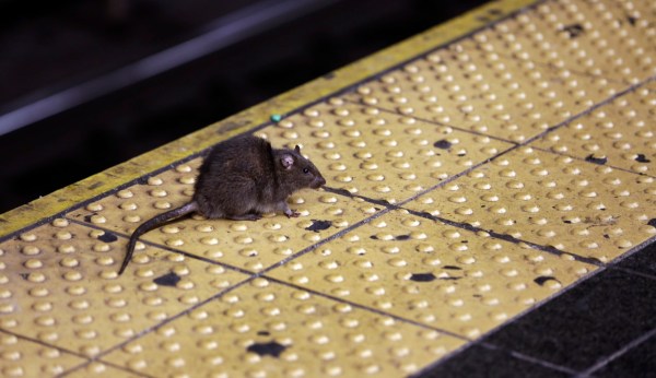 Rat urine bacterial infection breaks records in New York City