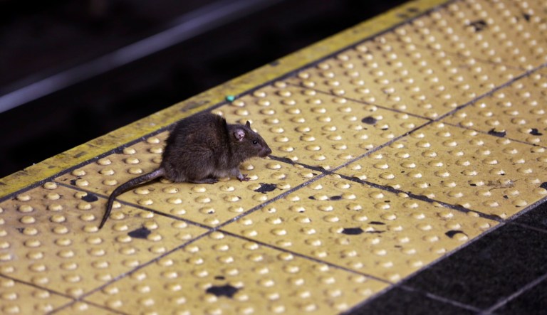 Rat urine bacterial infection breaks records in New York City