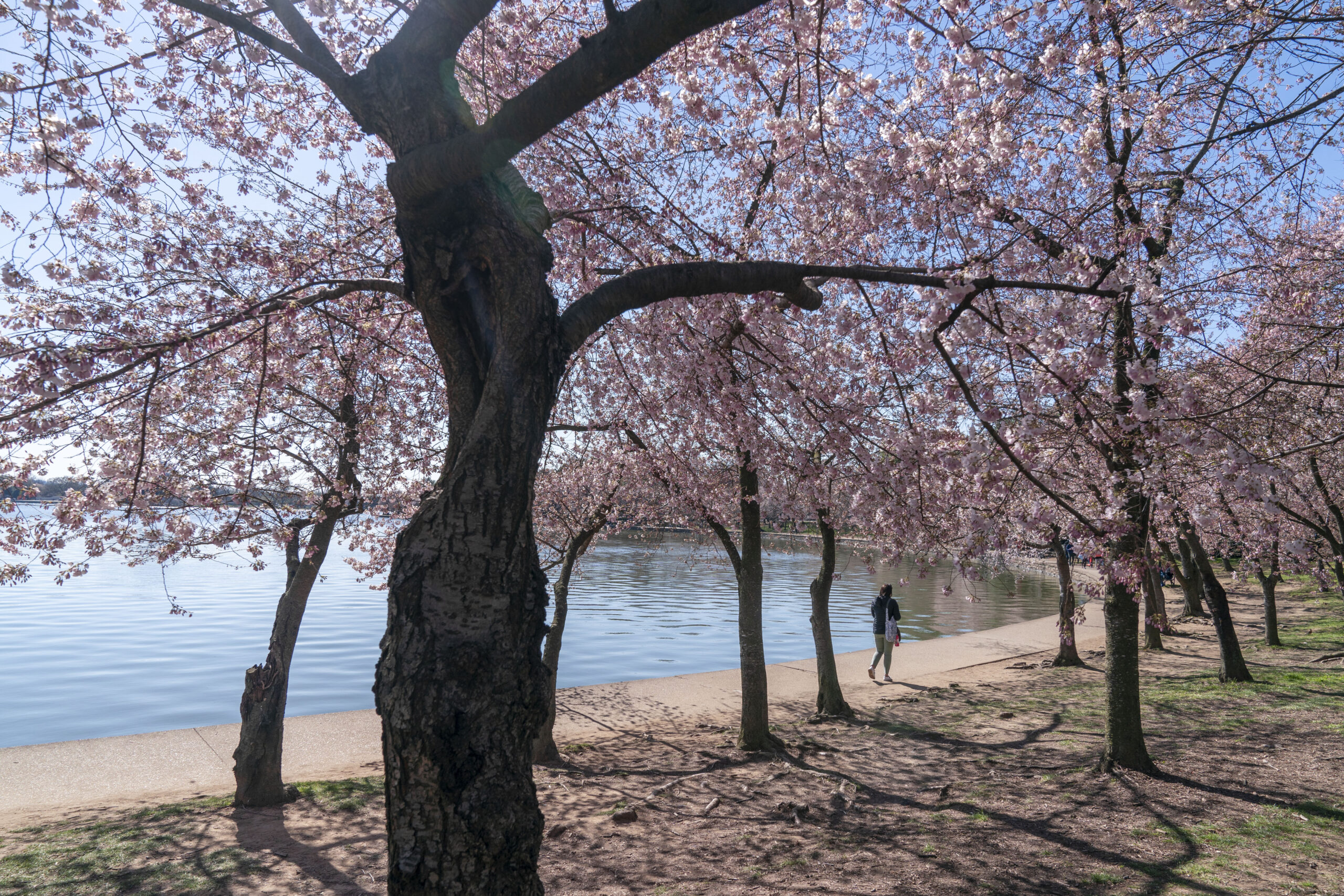 Japan to give Washington new cherry trees to replace ones lost to construction