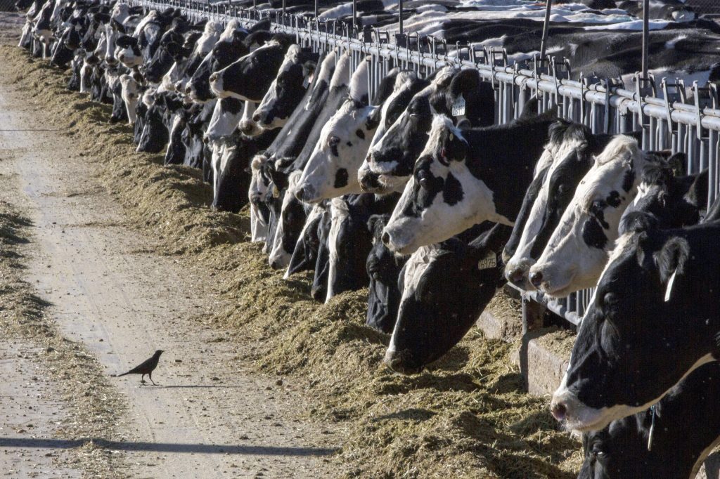Bird flu outbreak: What to know following second-ever human case in US