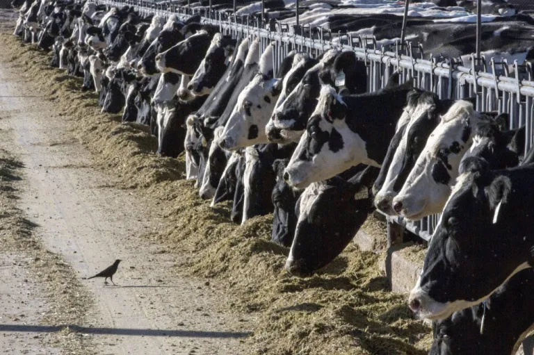 Dairy cattle feed at a farm.