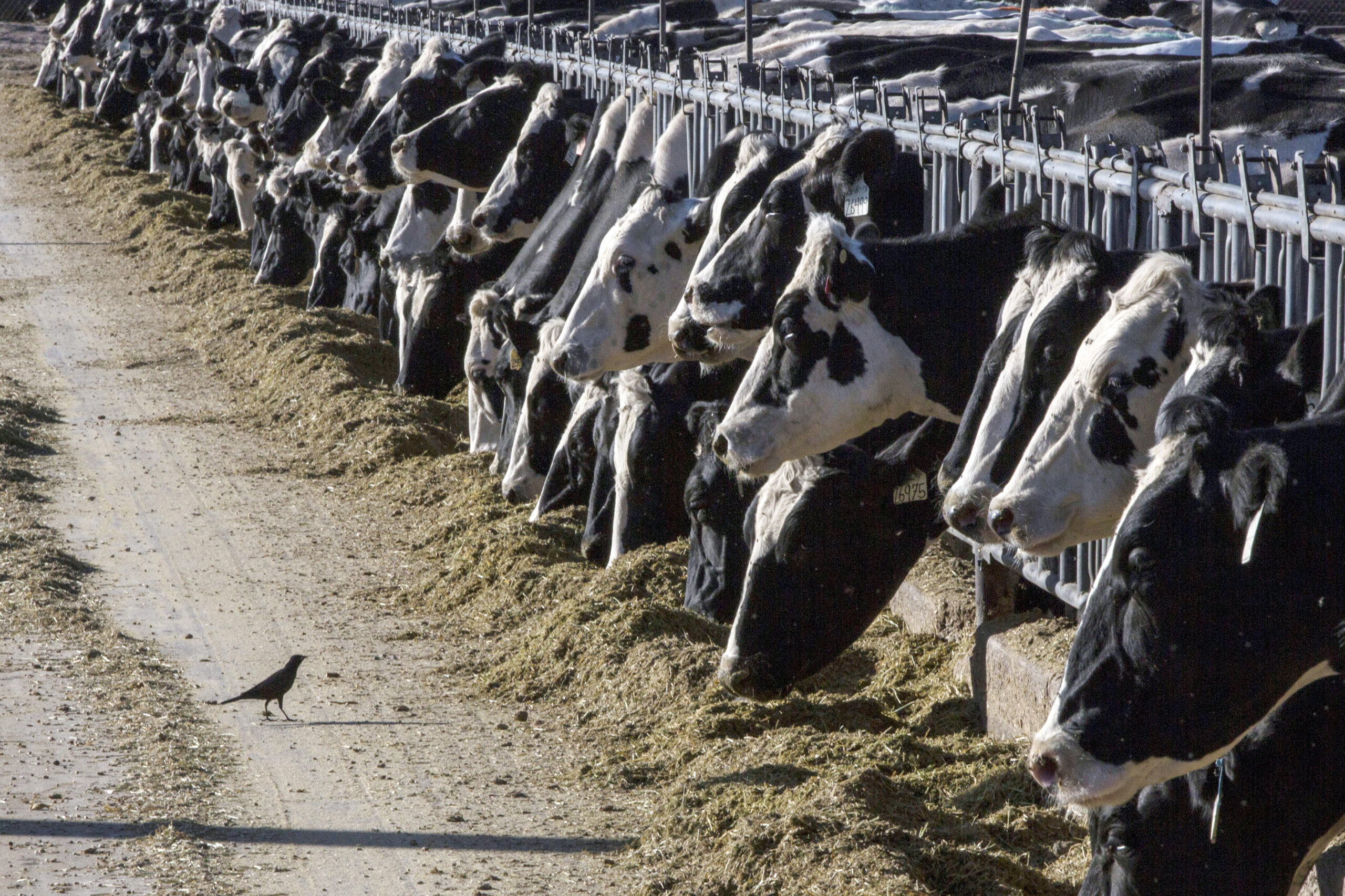 Survivalists warn about H5N1 ‘bird flu’ spread: ‘Threat is real’
