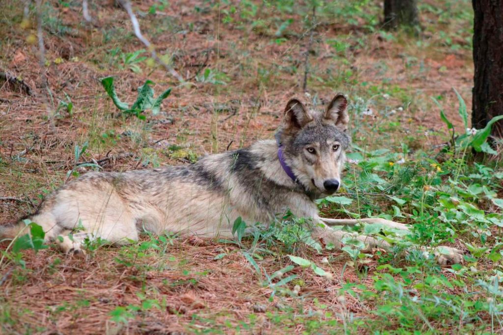 Endangered Species Act overdue for major overhaul