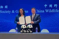 San Francisco inks deal for pair of pricy pandas from China