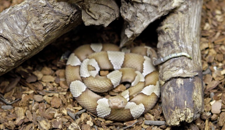 West Virginia secretary of state candidate loses primary and gets bitten by snake while removing campaign signs