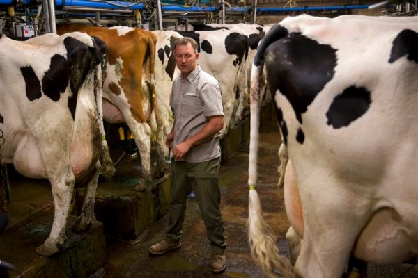 Raw milk contaminated with bird flu poses risk to humans: NIH study