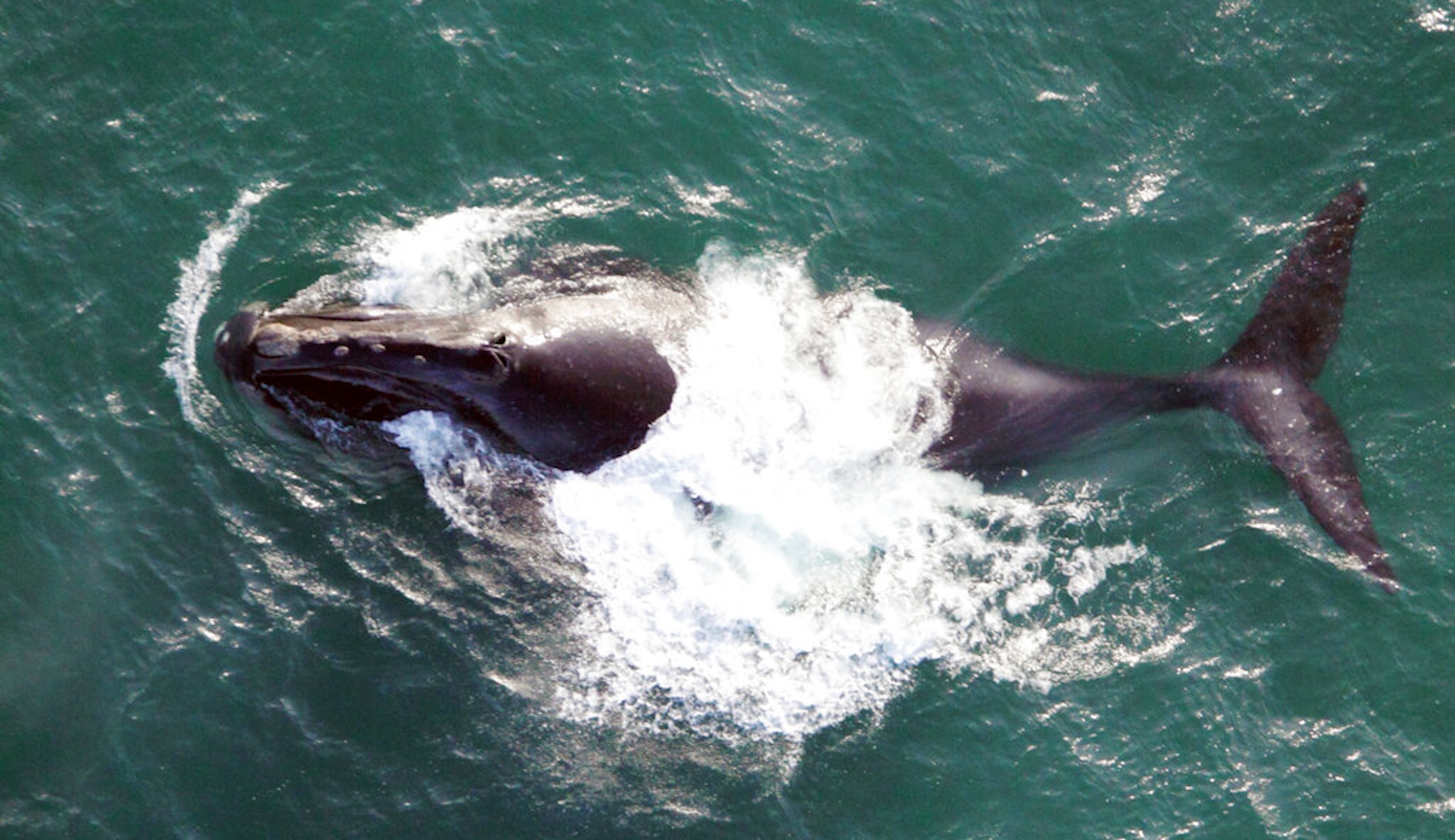 Green groups sue Biden over Alaska LNG project, alleging Endangered Species Act violations