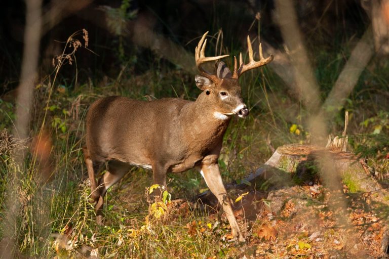 Wisconsin DNR looking to test more than 19K deer for CWD