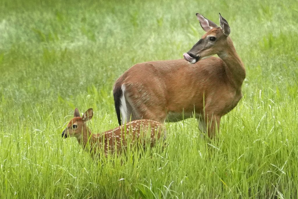 Bureaucratic red tape is forcing a baby deer to be euthanized
