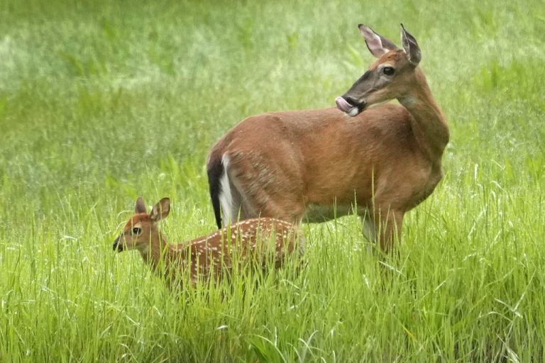 A whitetail doe and her fawn.
