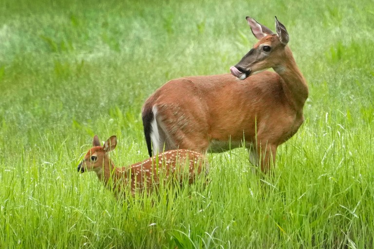 Hunting season revisions proposed for explosive deer population