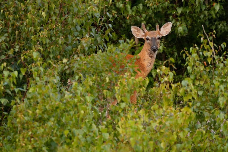 Wisconsin gun hunting deer harvest totals of nearly 190K surpass 2023
