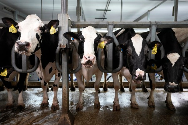 Bird flu makes step in evolving toward human spread