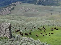 GOP senators look to reverse Biden’s Endangered Species Act protections