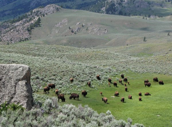 GOP senators look to reverse Biden’s Endangered Species Act protections