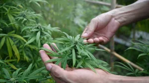 What to know about Medicare’s new hemp pilot program that drug safety groups are challenging in court
