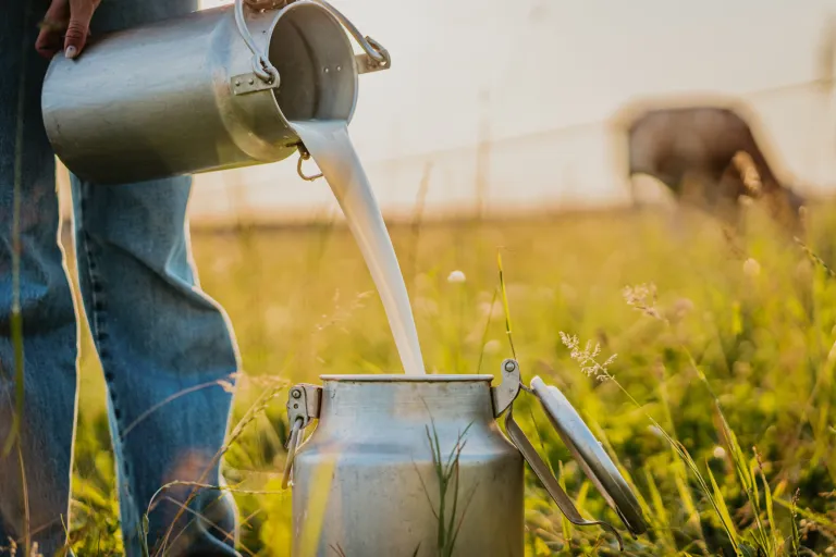 Young female farmer pouring raw milk into container while standing in green grassy rural field